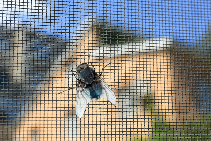 Inspecting insect screen mesh for small holes and damage